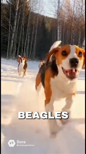 Why Beagles Bay?🐶🥹❤️