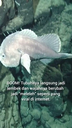 Ikan Paling Jelek di Dunia? Aslinya Bikin Kaget! 😱 #shorts