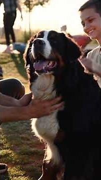 The Bernese Mountain Dog – The fluffiest giant with heart, humor and XXL personality 🐾