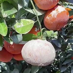 1.3K reactions · 694 shares | Electricity, cars, phones, supermarkets… What’s going to happen if they don’t work tomorrow? Get your FREE Survival Book just for watching this short video... Step 1: Enter your email and watch a short video https://prepper.royfoley.com/survival-secrets Step 2: The book will be sent directly to your email! | Roy The Prepper | Facebook