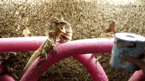 Flicker Free 1.0 强大的视频去闪烁插件 - 马可菠萝