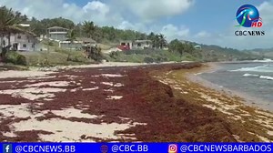 The invasive sargassum seaweed continues to present a challenge at beaches across Barbados. This was the situation at Bathsheba, St. Joseph today, Easter Monday. Meanwhile, officials in the United States say a huge blob of seaweed which is twice the width of continental America, is expected to push through the Caribbean, before reaching the Gulf of Mexico during the summer and showing up on beaches in Florida around July. Since 2011, scientists have been tracking large accumulations of sargassum