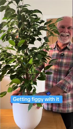 How to Care for Ficus Benjamina: Houseplant Guide