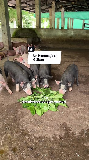 Un Homenaje al Güiban: Descubre sus Beneficios