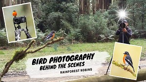4.3K views · 319 reactions | Join me on a fun day out in the rain forest in Victoria, Australia looking for Pink and Flame Robins. At first don't go quite as planned, but then things start to come together! More videos on Bird Photography coming soon! Free ebook - 5 Comkon Mistakes That Almost Every Bird Photographers Makes - And How To Avoid Them https://aviscapes.com/free-ebook Music - Scandinavianz - Waves https://soundcloud.com/scandinavianz | Jan Wegener | Facebook