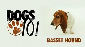 3.3K views · 3.3K shares | Dogs 101 - Basset Hound | Global Animal Transport LLC | Facebook
