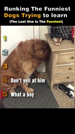 Ranking the Funniest Dogs Trying To Learn Moments 🐶😂 #funny #dogs