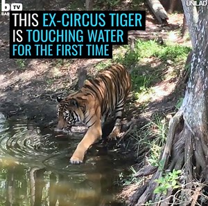 2.6M views · 8K shares | After years of abuse, an incredible rescue gave this tiger his life back  | UNILAD | Facebook