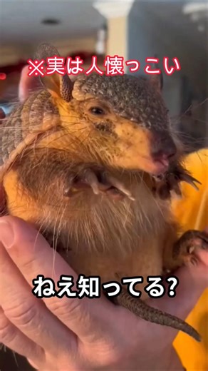 意外と知らない？アルマジロの素顔 #感動 #雑学 #癒やし #自然 #youtubeショート #アルマジロ #動物 #animals