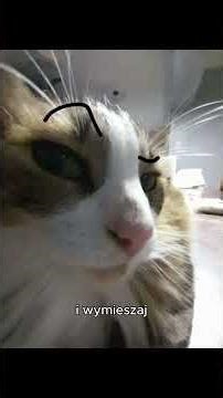 Tutorial Na Ciasto Japuszkowe #viral #memes #happy #funny #fyp