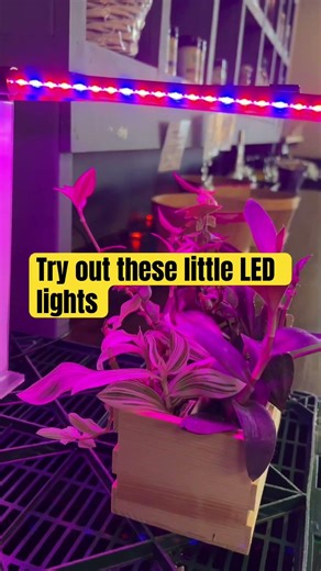 Tiny Grow Lights for Small Spaces with No Natural Light #ledinnovation #led #growlights