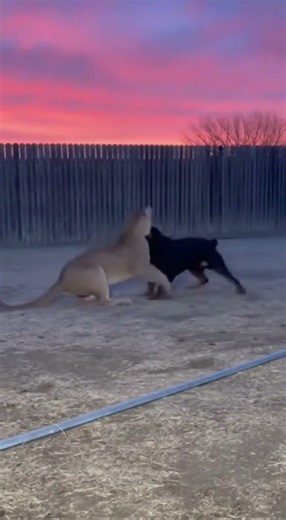 Rottweiler vs Mountain Lion: The Ultimate Standoff! 😱