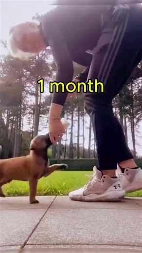 Exploring the Belgian Malinois: A Dog Lover's Guide