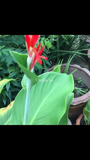 Haste haste kar denge ye bhi.#explore #reelitfeelit #travel #kashmir #cinamatography