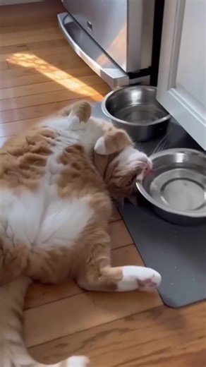 #cat #cats #meow #relax #relaxing | cats