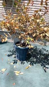 [Blueberry] Watch out for plants that have suddenly grown! Watering your potted plants once a day...
