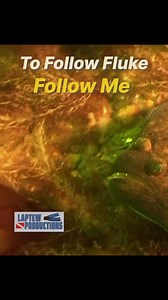 A large ‘fluke” or summer flounder stalks its prey in the boulders off Point Judith Light in 68’ of water. #Fluke #fishing #saltwaterfishing #flukefishing #underwaterworld #marinelife | Mike Laptew