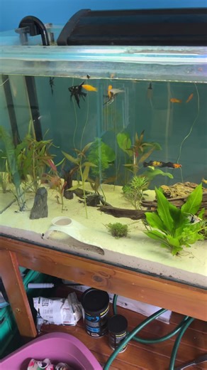 Here’s the follow up #fish #fyp #aquarium #tank #anoying | flying fox fish