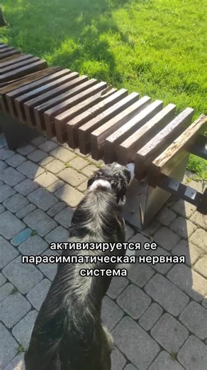 Умный Друг | Школа дрессировки собак on Instagram: "БЕСПЛАТНЫЙ МАРАФОН ПО НОУЗВОРКУ Напишите слово "ноузворк" в комментарии и мы отправим ссылку на участие! С 26 по 31 января в нашем тгк активно занимаемся с вами по бесплатным урокам на тему поиска и ноузворка 🐽 Что будет на марафоне: - Почему все советуют заниматься поиском с собакой, в чем преимущество и почему это важно; - Какие виды поиска существуют; - Чему можно научить питомца в домашних условиях; - Как понять, что вашей собаке точно сто