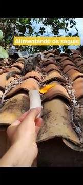alimentando os macacos -esquilos🍌🥭🌵sagui, o famoso soim