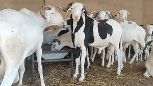 Teranga élevage sur TikTok