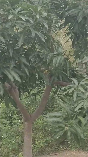 மாமரம் காய் அதிகம் காய்க்க பூ உதிராமல் இருக்க வழி..🤫mango tree flowers from falling out.#agriculture