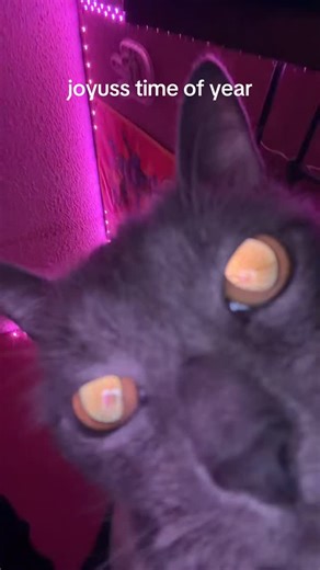 Cheese Wiz and Daryl. on Instagram: "Cheese wizard and just daryl. are having a grand Christmas. They wish the same for you... well, cheese wizard does... not just daryl. #kitty #catsofinstagram #fy #fypreelsシ゚ #christmas"