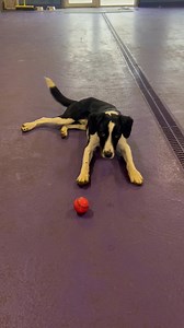 Everyone meet Jimmy who is a collie / lab. He is 7mths old and has the best temperament. Jimmy is a loveable and playful little pup with so much love to give . Playtime is his LIFE ! He loves toys and will play all day long. Jimmy would benefit from a good secure garden that he can run about in and call his own. He is a happy and curious little fella and is fantastic on lead with no pulling or messing about. He is very good at listening, recall and he gives the best cuddle’s. He will wrap his pa