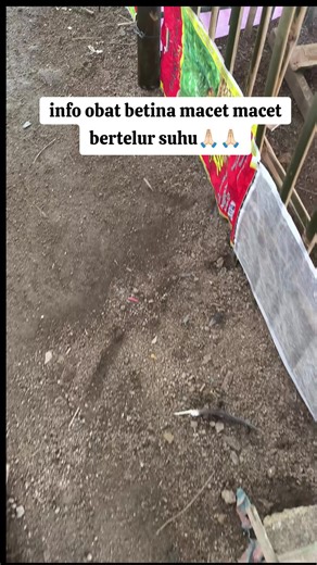 Info Suhu dan Perawatan Ayam Petelur