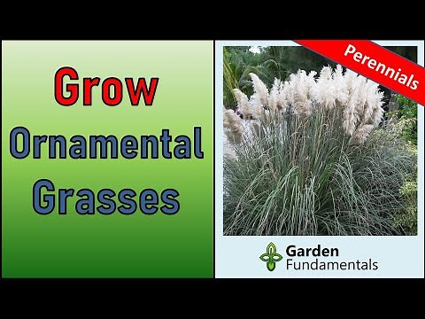 Growing Ornamental Grasses 🥰️🌾😆 10 Amazing Perennial Grasses