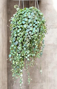 String of Turtles, Peperomia Prostrata Turtles, Trailing Succulent, Hanging Plant, Home Decor Plant in 4", 6'' and Cuttings - Etsy