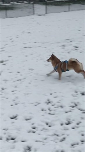 Shiba Inu Snow Zoomies ❄️🐕 | Pure Winter Joy