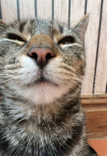 Send this to your friends to annoy them #pets #cat #animals | du bist gut genug