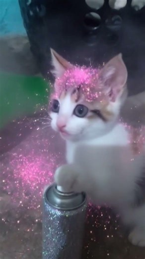 cat use hair spray lol