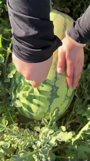 Cutting Fruit ASMR: Satisfying Fruit Cutting Sounds