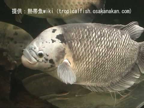 「オスフロネームス・グラミー（Giant gourami）」学名：Osphronemus goramy
