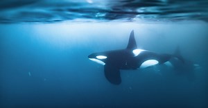 Wild Killer Whales Keep Trying to Feed Humans—But Why?