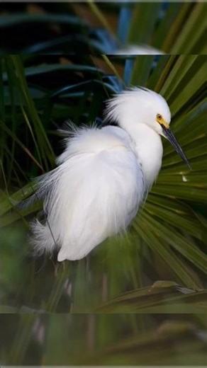 Deadly Strike The Heron’s Hunt 🪿