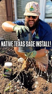 Installing Native Texas Sage in My Front Flower Bed! | Texas Garden Guy