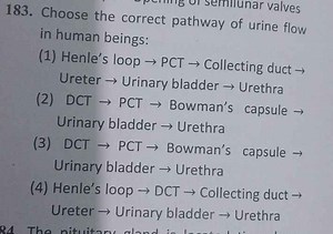 Choose the correct pathway of urine flow in human beings:(1) H... | Filo