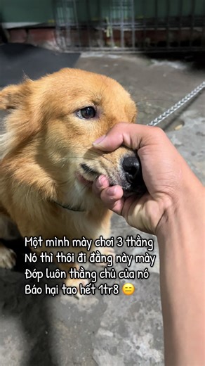 Chó Con Dễ Thương và Cuộc Chiến Không Lời