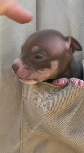 Pocket Pitt!! #fyp #viral #trending #cuteanimals #pitbull