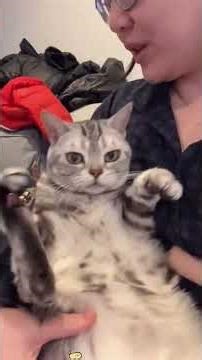 What's it like to own a well-mannered cat🥰#cat #funnycat #cattiktok #...