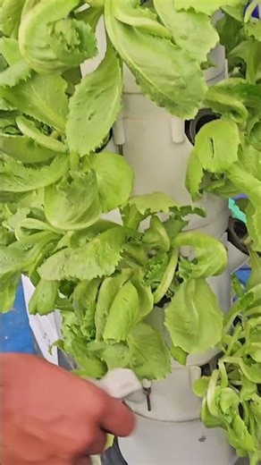 Hydroponics Secret! Correct Use of TDS Meter 🌱