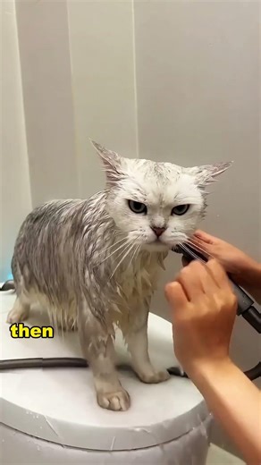 How to bathe a cat