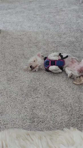 ✨️Sasha & Sparky B✨️🐶✨️🐶✨️ (@sparky.and.sasha)’s videos with THANK YOU FOR BEING MY FOLLOWERS - GOAT THAM