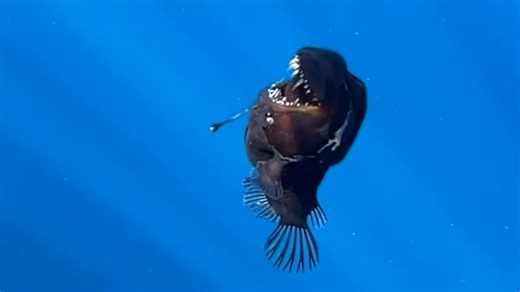 Rare 'black devil' anglerfish spotted near Tenerife coast