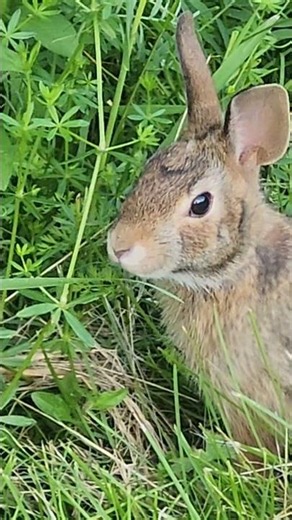 Clever rabbit smell test food before standing up to eat. #shorts