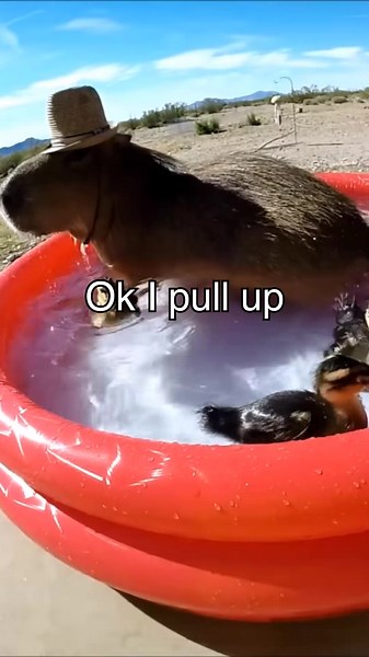 Capybara Pool Party Moments: A Fun Celebration