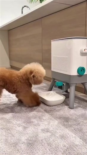 🧸🍦 The Sweetest Little Teddy Move over DQ… this is the real sweetest thing around 😭💕 Fluffy. Tiny. Melt-your-heart energy. #TeddyDog #SweetestPup #FluffyLove #CutestDogEver #FurBabyLife